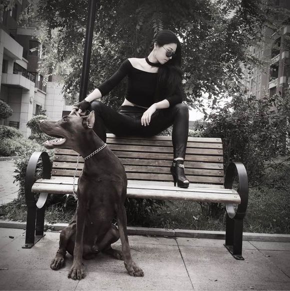 沈阳美女手签德系杜宾，称全家都是杜宾犬铁粉