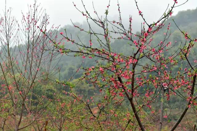 说走就走的踏青,说走就走的看花之旅