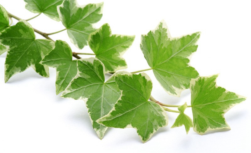 常春藤可以栽在假山上吗,心形常春藤盆栽