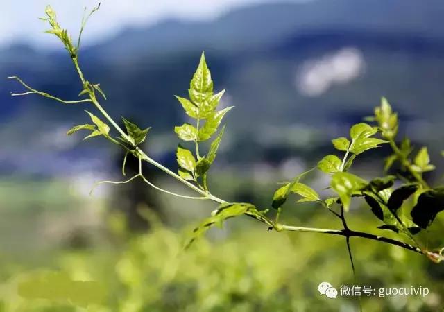 湘西土家莓茶的传说和由来简介,土家神茶茅岩莓湖南张家界