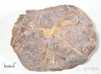 胎盘剥离征象,胎盘低置状态