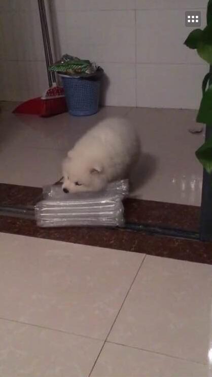 萨摩一只耳朵不能竖起来,萨摩耶耳朵不竖起来怎么办