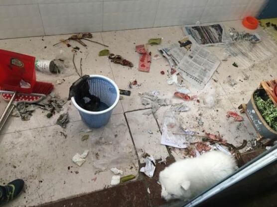 萨摩一只耳朵不能竖起来,萨摩耶耳朵不竖起来怎么办