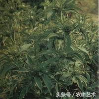袖珍中草药彩色图谱,中草药图谱大全视频