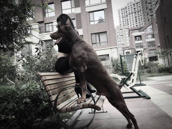 沈阳美女手签德系杜宾，称全家都是杜宾犬铁粉