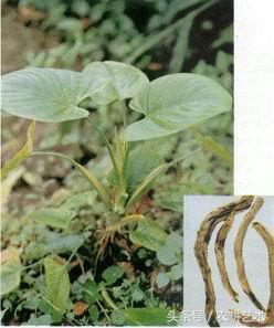 四川常用中草药图谱,茎块中草药图谱大全