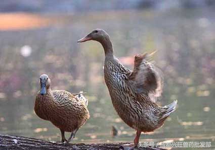 提高蛋鸭产蛋率，做好管理的同时把握补钙关键知识点