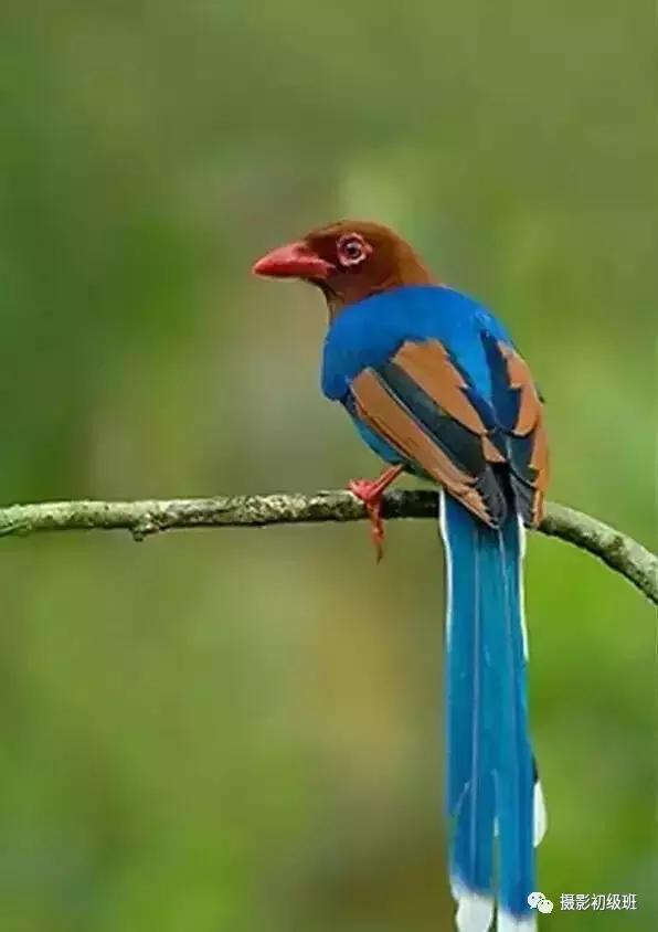 鸟类百科大全视频,鸟类大全包括孔雀吗