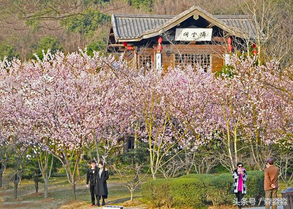 闈㈡湞澶箹鏄ユ殩鑺卞紑瑙嗛,闈㈡湞澶箹鏄ユ殩鑺卞紑