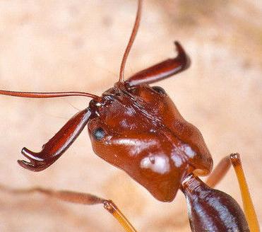 全异巨首蚁各种种类蚂蚁体型,世界上最可怕的昆虫子弹蚁