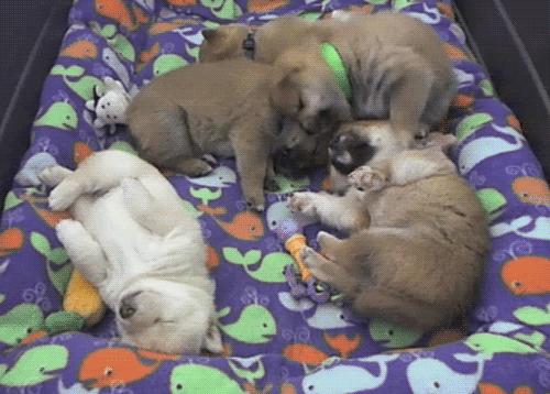 养宠物OR养孩子，你想好了吗？