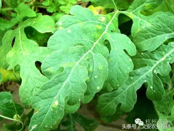 西瓜六必治瓜类六大病害一招搞定,西瓜病害六必治