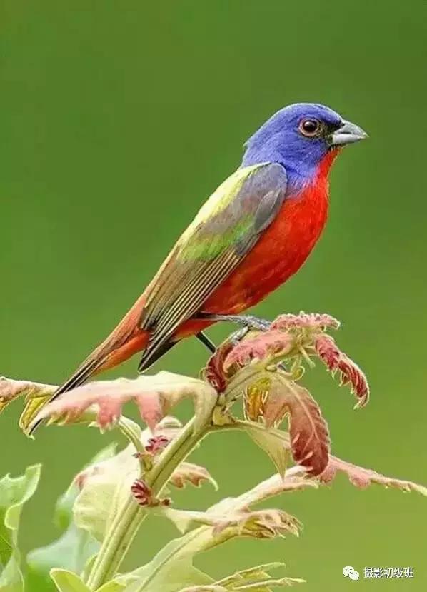 鸟类百科大全视频,鸟类大全包括孔雀吗