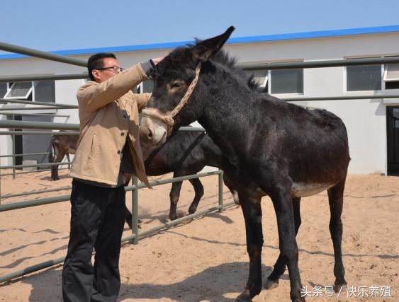 2020养驴的利润与成本驴价格行情,养驴的利润分析