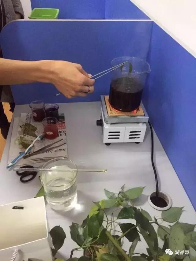 传承中华文脉绘画,定制叶脉画