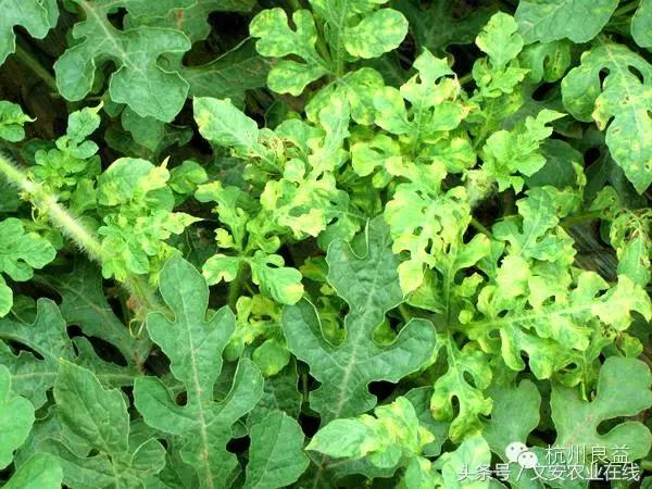 西瓜六必治瓜类六大病害一招搞定,西瓜病害六必治