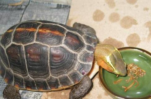 世界已经灭绝的十大名龟视频,中国十大灭绝乌龟排名