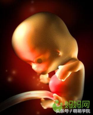 胎儿发育40周全过程b超影像,胎儿1-40周发育过程图高清