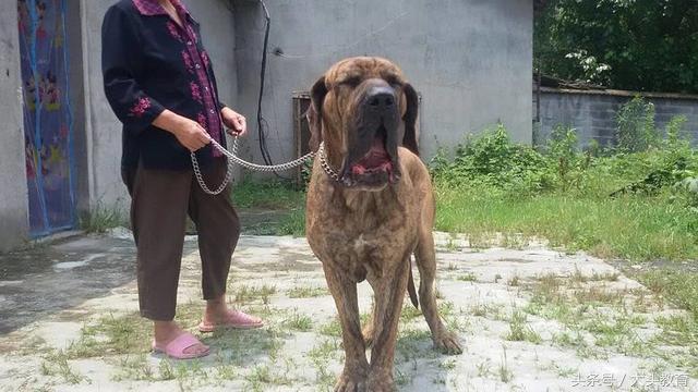 全球十大护卫犬排行榜,世界十大护卫犬排行榜图片