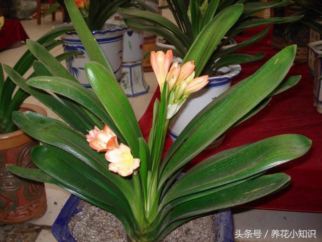 负离子空气净化器可以去除甲醛吗,绿植除甲醛神器空气净化器