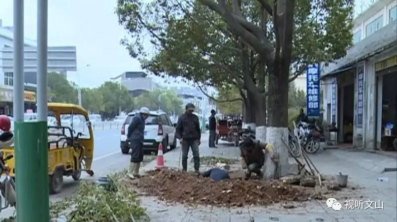 广南居民区停水，原是树根水管“太缠绵”，一使劲水管被挤“哭”了