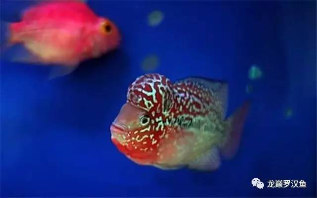 罗汉鱼喂红虫的正确方法,罗汉鱼的喂养方法和技巧