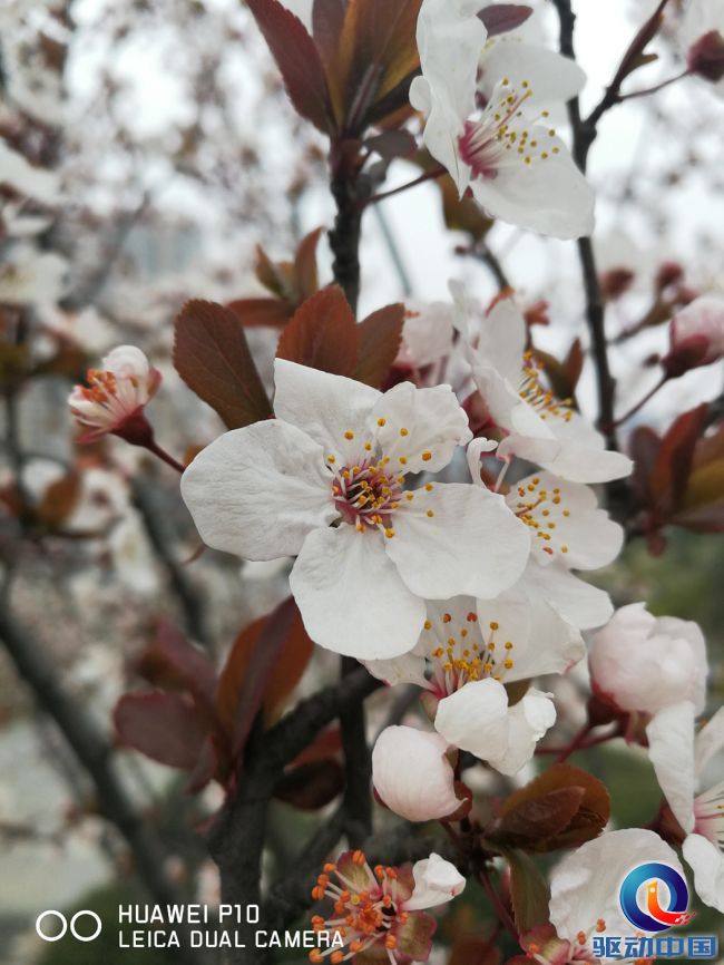 徕卡镜头summilux华为p10,华为p10徕卡双摄怎么用