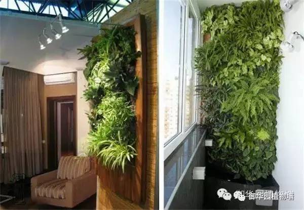 禅意风植物墙,特色植物墙