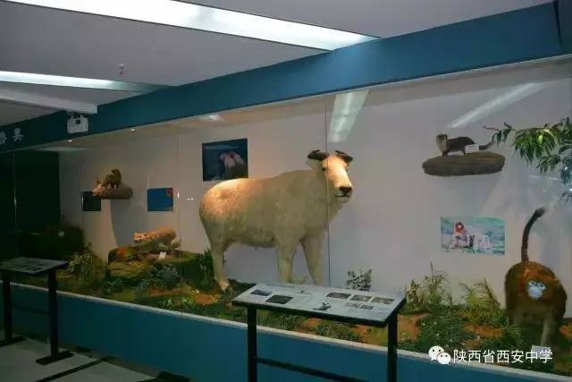 西安中学空军青少年航空学校2017年招生开始啦！想飞天的你还在等什么！