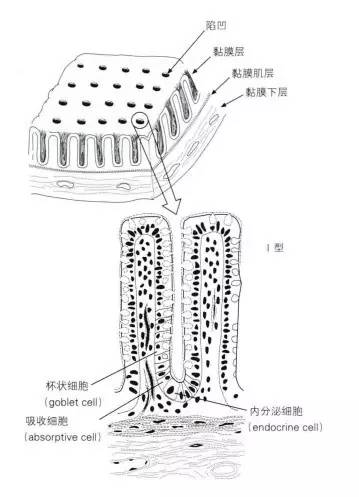 普通内镜与Pitpattern分型（多图详解）