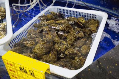 大连海洋馆搬运动物,大连空运的海鲜