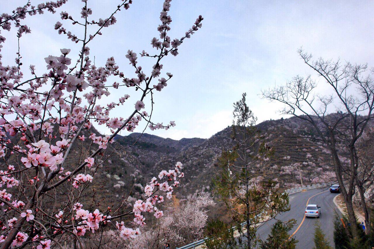 「昌平事儿」北七家拆违2300平、北郊农场桥年内拓宽、搏击对抗赛4月5日售票、清明假期高速小客车“免通”，昌平事儿全知道