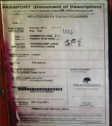 13连胜短途王“蒙骏荣誉”报名种马评选