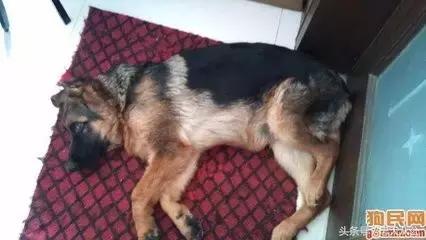 请耐心看完：一只家狗的自述