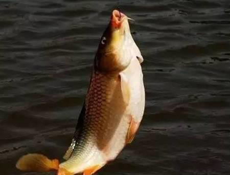 四海钓鱼饵料配方,四海钓鱼小药配方