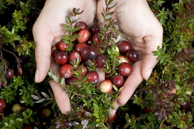 可甜可咸创意泡芙,甜滋滋的泡芙