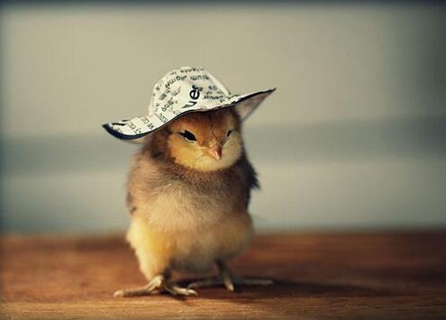 属鸡的人起名字禁忌用字,属鸡的名字忌讳用字有哪些