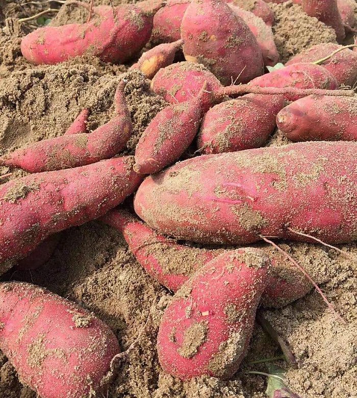 白富美养成记游戏,白富美养成手册