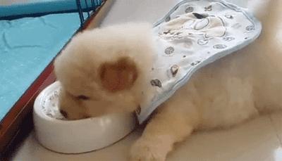 养宠物OR养孩子，你想好了吗？