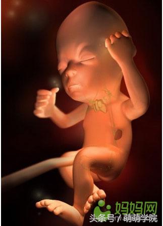 胎儿发育40周全过程b超影像,胎儿1-40周发育过程图高清