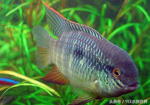 玉面皇冠单养一只好吗,玉面皇冠养起来好看吗