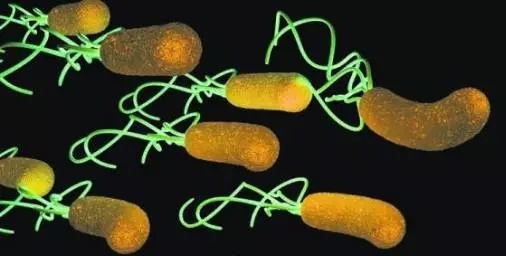 拜奥罗伊氏乳杆菌滴剂,罗伊氏乳杆菌咀嚼片200mg