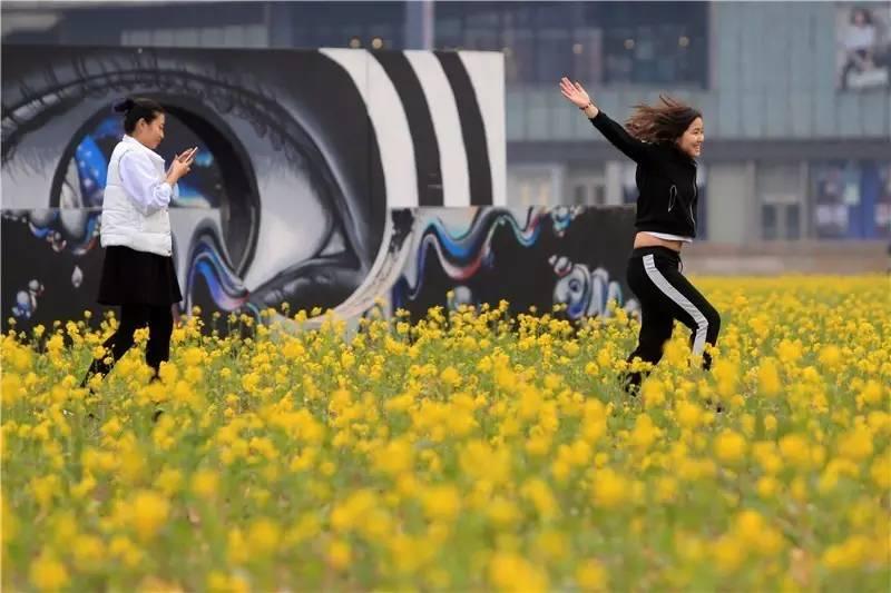 光阴正好花期已至，泰达有花海，何须羡婺源？