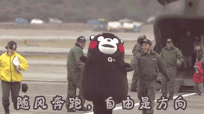 荷兰猪出门需要准备什么,荷兰猪可以独自待一个月