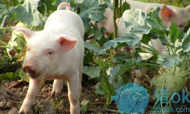 猪病防治土方法,猪猪病最佳治疗方法