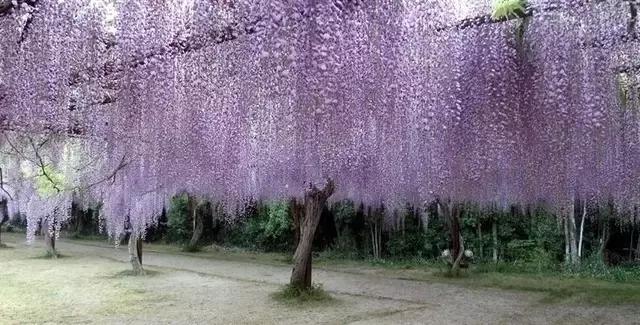 日本樱花之旅,日本紫藤之旅