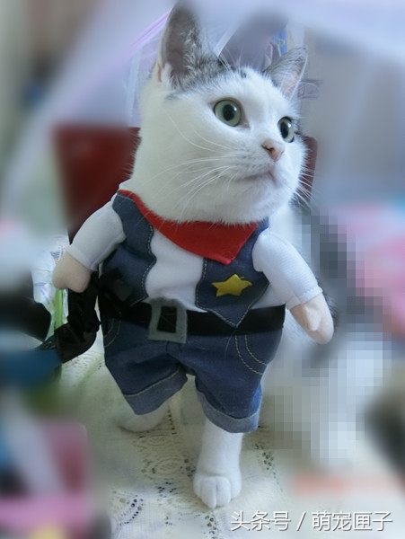 猫咪日常干架视频,猫咪日常萌炸时刻