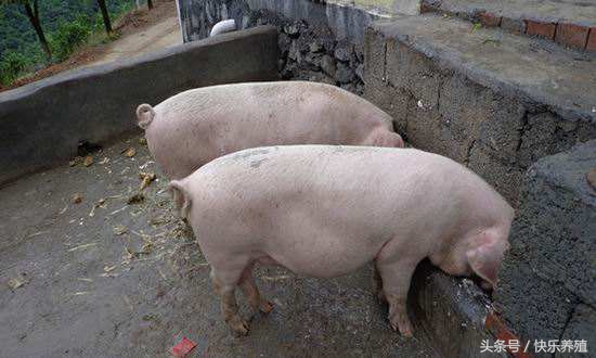 养猪基础知识养猪技术大全,养猪技术养什么品种的猪好