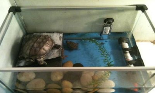 中华草龟需要一直放在水里饲养吗,容易养的小乌龟宠物中华草龟
