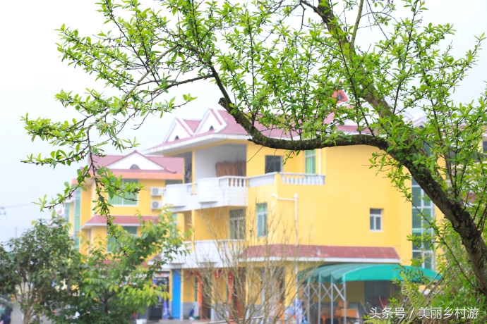 美丽乡村森林图片,洋畲村乡村旅游景点